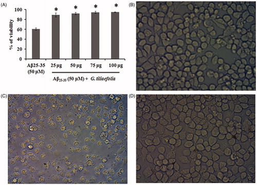 Figure 6. (A) Protective effect of methanol extract of G. tiliaefolia against Aβ25–35-induced toxicity in Neuro2A cells. *Significant level at p < 0.05 (Aβ25–35 treated versus G. tiliaefolia treated). Microscopic images depicting the protective effect of G. tiliaefolia against Aβ25–35 toxicity, (B) control, (C) Aβ25–35 treated and (D) Aβ25–35 + methanol extract of G. tiliaefolia treated.