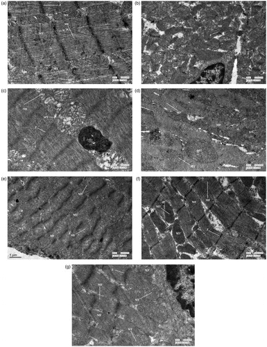 Figure 3. Transmission electron microscopy of cardiomyocytes. (a) Normal control group showing well-defined Z-bands (Z), myofibrils (MF) arranged in regular rows and mitochondria (MT). (b) DOX-treated group showing disarray of the myofibrillar arrangement, swollen mitochondria, and a pyknotic nucleus (N) with chromatin margination. (c) CEL-treated group showing loss of myofibrils, mild mitochondrial swelling, and condensed chromatin in the nucleus. (d) CEL + DOX treated group showing severe disruption revealing loss of myofibrils and mitochondrial swelling. (e) FA-treated group showing well-defined Z-Bands, myofibrils, and mitochondria. (f) CEL + FA-treated group showing normal myofibrils, well-defined Z-Bands, and mitochondria. (g) DOX + CEL + FA-treated group showing maintenance of myofibrillar arrangement with mild mitochondrial swelling and margination of chromatin in the nucleus (N). DOX: Doxorubicin; CEL: Celecoxib; FA: Folic acid.