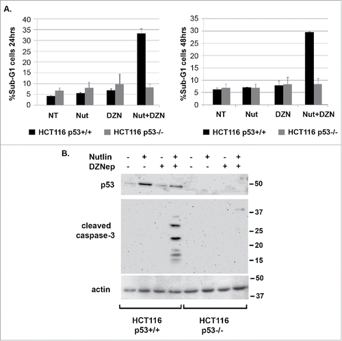 Figure 1. DZNep sensitizes HCT116 (p53+/+) cells to Nutlin-induced apoptosis. A) HCT116 (p53+/+) and HCT116 (p53−/−) cells were treated with Nutlin (10 μM) and/or DZNep (10 μM) as indicated for 24 or 48 hrs. The percentage of cells with sub-G1 DNA content was determined by flow-cytometry and is plotted (+/− s.e.m.). Results shown are from three experiments for HCT116 (p53+/+) cells and two experiments for HCT116 (p53−/−) cells. B) HCT116 (p53+/+) and HCT116 (p53−/−) cells were treated with Nutlin (10 μM) and/or DZNep (10 μM) as indicated for 24 hrs. Protein lysates were probed with antibodies against p53 and cleaved caspase-3. Actin levels were used as a loading control. Numbers on the side indicate the position of molecular weight markers in kilodaltons.
