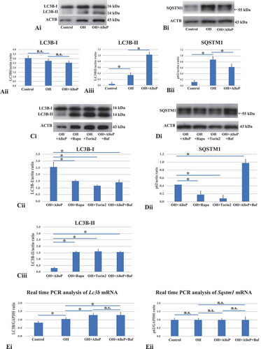 Figure 6. Western blot and real-time RT-PCR analysis of LC3B and SQSTM1 with in vivo retinas. (A and B) Western blot analyses of LC3B (A) and SQSTM1 (B) with in vivo retinas. (Ai) Representative western blot analyses of LC3B. (Aii and Aiii) Quantitative western blot analysis of LC3B-I (Aii) and LC3B-II expression (Aiii) (n = 4 per experiment, Tukey *p < 0.05). (Bi) Representative western blot analyses of SQSTM1. (Bii) Quantitative western blot analysis of SQSTM1 expression (n = 4 per experiment, Tukey *p < 0.05). (Ci) Representative western blot analyses of LC3B. (Cii and Ciii) Quantitative western blot analysis of LC3B-I (Cii) and LC3B-II expression (Ciii) (n = 4 per experiment, Tukey *p < 0.05). Treatment with rapamycin or torin 2 significantly increased in the expression of LC3B-II in OH eyes compared with AlloP-treated OH eyes. Co-administration of AlloP with bafilomycin A1 induced a remarkable increase in LC3B-II expression compared with AlloP administration in OH eyes. (Di) Representative western blot analyses of SQSTM1. (Dii) Quantitative western blot analysis of SQSTM1 (n = 4 per experiment, Tukey *p < 0.05). Treatment with rapamycin or torin 2 decreased SQSTM1 expression in OH eyes compared with AlloP-treated OH eyes. Co-administration of AlloP with bafilomycin A1 significantly increased SQSTM1 expression compared with AlloP-treated OH eyes. (E) Real-time RT-PCR analysis of Lc3b (Ei) and Sqstm1 mRNA (Eii) (n = 10 per experiment, Tukey *p < 0.05). (Ei) Lc3b mRNA was significantly increased in OH eyes treated with AlloP compared with non-treated OH eyes. Co-administration of AlloP with bafilomycin A1 induced no remarkable difference in Lc3b mRNA expression compared with AlloP-treated OH eyes. (Eii) AlloP induced no remarkable changes in Sqstm1 mRNA expression in OH eyes compared with non-treated OH eyes. Administration of AlloP or co-administration of AlloP with bafilomycin A1 induced no remarkable difference in Sqstm1 mRNA expression in OH eyes