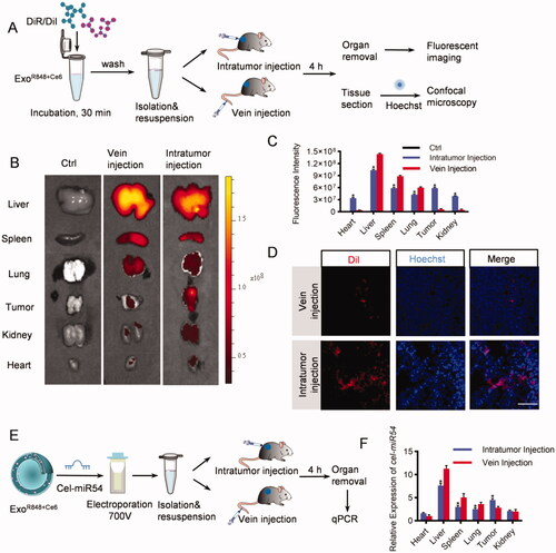 Figure 2. In vivo distribution of exosomes. (A) Schematic diagram of the experimental procedure. Mice were injected with DiR/DiI-labeled exosomes to monitor the distribution of exosomes. (B) Representative ex vivo fluorescent images of various organs and tumor issues in mice by vein injection or intratumor injection with DiR-labeled exosomes. n = 5 mice. (C) Quantification of (B). (D) Confocal microscopic images of the localization of DiI-labeled exosomes in tumor issues. Scale bar = 100 μm, n = 5 mice. (E) Schematic diagram of the experimental procedure. Mice were injected with cel-miR54-loaded exosomes to monitor the distribution of exosomes. (F) qPCR analysis of expression of cel-miR-54 in various organs and tumor issues in mice. U6 served as an internal control. The expression of cel-miR-54 in various organs was normalized to the heart by vein injection. Data are expressed as mean ± SEM of six independent biological samples. *p<.05, intratumor injection versus vein injection.