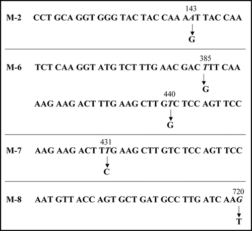 Figure 5 Base substitutions detected in plasmid recovered from mutants. For each mutant, only the portion of relevant comparative SUP35NM sequence is shown. Numbers indicate base positions in SUP35NM. Letters below corresponding vertical arrows represent bases that were observed in the mutants.