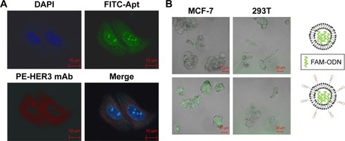 Figure 2 Enhanced cellular uptake ability of Apt #13 through HER3 ECD antigen expressed on the cell surface.Notes: (A) Confocal microscopic images of MCF-7 cells grown on coverslips. Apt #13 was detected with FITC (green). DAPI nuclear staining (blue). HER3 antibody was detected with PE (red). Merged staining patterns are shown. Scale bars, 10 µm. (B) Fluorescence microscopy on representative MCF-7 and 293T cells incubated with non-targeting liposome-FAM-ODN or aptamer #13-liposome-FAM-ODN. ODN distribution was detected by green fluorescence. Scale bars, 20 µm.Abbreviations: Apt, aptamer; DAPI, 4′-6-diamidino-2-phenylindole; ECD, extracellular domain; FAM-ODN, carboxyfluorescein oligodeoxynucleotide; FITC, fluorescein isothiocyanate; HER3, human epidermal growth factor receptor 3; PE, phycoerythrin.