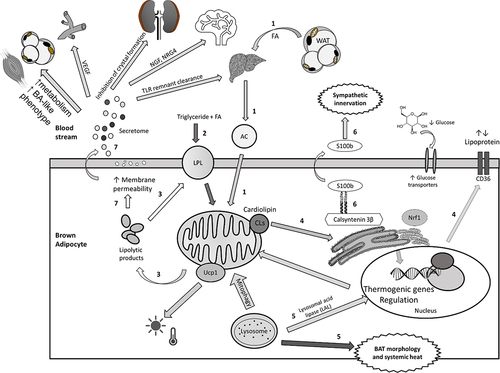 Figure 2. Thermogenic activation forms a signal transduction network to generate systemic effects. Thermogenic mechanisms in brown adipocytes and signal transduction to distant tissues. 1. Long-chain FAs are transported from the WAT to the liver, where they are converted to acylcarnitine (AC). AC is preferably used by BAT to fuel thermogenesis in the mitochondria. UCP-1 in the mitochondria dissipates protons into heat instead of producing ATP. 2. Lipoprotein lipase (LPL) supports the transport of TG and FA across the blood stream into BAT. 3. in turn, lipolytic products from the mitochondria further regulate the activity of LPL to enhance membrane permeability and the import of substances into BAT. 4. Cardiolipins (CLs) are synthesized and exported from the mitochondria to the ER to support communication with the nucleus via the stress response and Nrf1, which results in the regulation of thermogenic and transporter genes such as UCP1, CD36, and glucose transporters. 5. the involvement of lysosomes occurs via the activity of lysosomal acid lipase (LAL), which regulates UCP1 expression and mitophagy and remodels BAT morphology and function. 6. the endoplasmic reticulum (ER) protein Calsyntenin 3β binds to S100 proteins and mediates their secretion as a neurotrophic factor to recruit innervation. 7. Activated BAs produce a secretome in the blood stream to regulate distance to support their maintenance and enhance systemic metabolism.