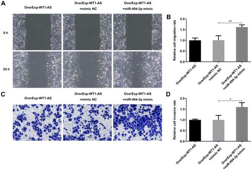 Figure 10 miR-494-3p counteracted the suppressing effects of overexpressed WT1-AS on cell migration and invasion. (A) Wound healing assay was conducted to evaluate the influence of miR-494-3p promotion on the anti-migrative effects of overexpressed WT1-AS in A549 cells. (B) Quantitative analysis of cell migration in A549 cells. (C) Transwell assay was conducted to evaluate the influence of miR-494-3p promotion on the anti-invasive effects of overexpressed WT1-AS in A549 cells. (D) Quantitative analysis of cell invasion in A549 cells. *p<0.05, **p<0.01.