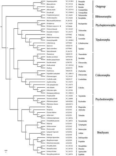 Figure 1. Phylogenetic tree of Nematocera based on whole mitochondrial genomes using maximum-likelihood analysis. Numbers above the branches are bootstrap percentages. GeneBank accession numbers of each species are listed in the tree.