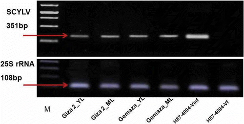 Fig. 1. RT-PCR analysis showing the transmission of SCYLV to two maize lines. SCYLV amplification products of the expected size (351 bp) were obtained from RNA isolated from the two maize lines (‘Giza2’ and ‘Gemaza1004’). RNA from maize and sugarcane leaves was extracted, transcribed to cDNA and amplified with diagnostic primers (YLS111 and YLS462) by RT-PCR. The virus-free clone of H87-4094-Vf is used as a negative control; H87-4094-Vinf is used as a positive control. The lower panel shows the same transcription of ribosomal RNA to demonstrate the activity of cDNA, 25S rRNA, 108 bp. The PCR products were electrophoresed on 1% agarose gel and stained with ethidium bromide. M: DNA molecular size marker. YL; young leaf, ML; mature leaf.