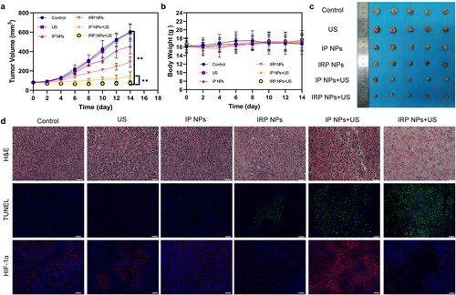 Figure 8. In vivo antitumor effect of IRP NPs. (a) Time-dependent tumor volume curves after different treatments (n = 5). (b) Time-dependent body weights curves after different treatments (n = 5). (c) Photographs of tumors in each group after treatments. (d) H&E, TUNEL, and HIF-1α staining of tumor regions after different treatments (scale bar: 50 µm).