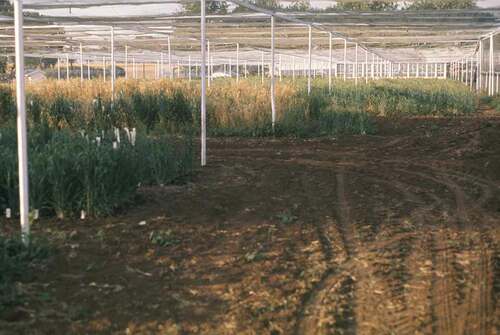 Fig. 4 (Colour online) Plant breeding crosses performed inside bird cages in 1973. Photo courtesy of Dr. T. F. Townley-Smith