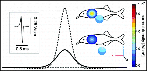 Figure 1 The simplest form of an electric image simulated by an electrical dipole which is equivalent to a small conductive sphere.Citation26 If projected on a plane surface, the current density depends on the object's distance to the surface and on its size. The 2-D distribution of the current density is shown for a small sphere located at 1 cm (dotted line and upper image) and 1.5 cm (solid line and lower image) from the skin together with a transect through the centres of both images. Note that both peak and widths of the images are influenced by distance. The inset on the left shows an exemplary EOD of Gnathonemus petersii.