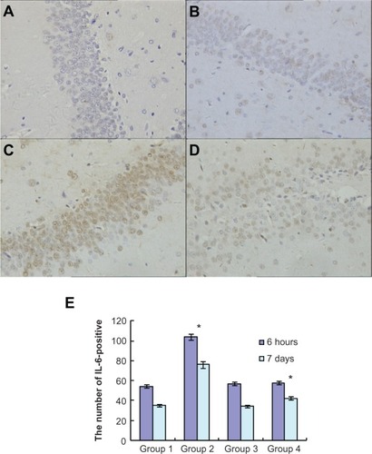 Figure 4 Atorvastatin attenuated IL-6 expression in the hippocampus of Aβ1-42-treated rats. The upper panel shows IL-6-positive cells in the rat hippocampus, detected by immunohistochemistry on day 7 after Aβ injection (original magnification x 400). (A) Control group (Group 1); (B) atorvastatin control group (Group 2); (C) AD group (Group 3); and (D) atorvastatin-treated AD group (Group 4). (E) The lower panel shows the counted number of IL-6-positive cells in rat hippocampus.Notes: Data are the mean ± SD of each individuals. *P < 0.01.Abbreviations: IL, interleukin; Aβ, amyloid-beta (peptide); AD, Alzheimer’s disease.