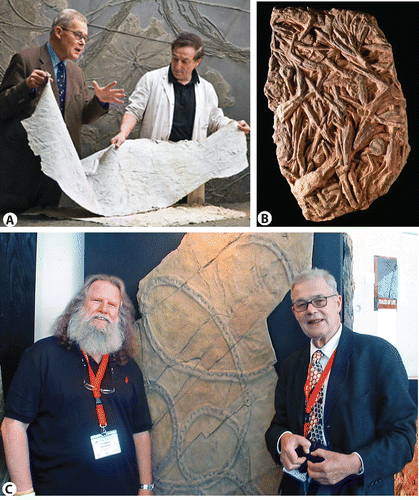 Figure 8. Fossil Art, A. Dolf with fossil preparator Hans Luginsland, B. The peel “Worm Burrow Jungle” from Fossil Art, C. The senior author with Dolf at the Fossil Art display at the 33rd International Geological Congress in Oslo, Norway in 2008. Note that Dolf is wearing his famous Paleodictyon tie.