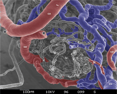 Figure 16. Vascular pattern of the transition region from the cystic duct to the neck of the gallbladder. Lumen (lu) seen from the site of the (removed) cystic duct. Note the wide (blue) venules (vv) located in the subserosa, the subepithelial capillaries (c), and the dense capillary bed of a diverticulum (di) fed by a terminal arteriole (ta). ca cystic artery, cv cystic vein. Asterisks mark the site where the branch of the cystic artery (ca) broke apart. 1–4 indicate number of vascular layers within the wall of the gallbladder.