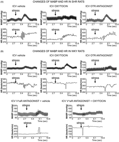 Figure 2. Typical recordings of mean arterial blood pressure (MABP) and heart rate (HR) fluctuations in (A) spontaneously hypertensive rats (SHR) and (B) WKY in response to the air-jet stressor during intracerebroventricular (ICV) infusions of 0.9% NaCl (vehicle), oxytocin, oxytocin receptor antagonist (OTR antagonist), V1a receptor antagonist (V1aR antagonist) and combined infusion of oxytocin and V1aR antagonist.