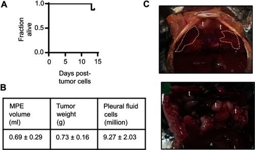 Figure 6 Malignant pleural disease induced in C57BL/6 mice treated with liposomal-DiR intrapleurally (n=8). Shown are Kaplan-Meier survival plot (A), data summaries of effusion volume, pleural fluid cells, tumor weight (B), as well as representative images of effusions (dashed lines) and pleural tumors (t) (C).Abbreviations: MPE, malignant pleural effusion; DiR, 1,1-dioctadecyl-3,3,3,3-tetramethylindotricarbocyanine iodide.