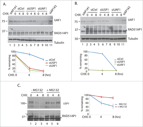 Figure 3. USP1 and UAF1 promote RAD51AP1 stability. A. HeLa cells were transfected with the indicated siRNAs, then ∼60 hours later, 10 uM cycloheximide (CHX) was treated. Cells were harvested at indicated time points for western blots. Note that *bands indicate a cross-reactive unknown protein. “siAP1′ indicates “siRAD51AP1.” Below is the quantification of the band intensities using Image J software. B. The same experiment was performed using the ovarian carcinoma HEY cells. C. HeLa cells were treated with 10 uM MG132 for 4 hours, prior to treating them with cycloheximide. Cells were harvested at indicated time points for western blot. For 3A–3C, the error bars were generated from triplicate experiments.