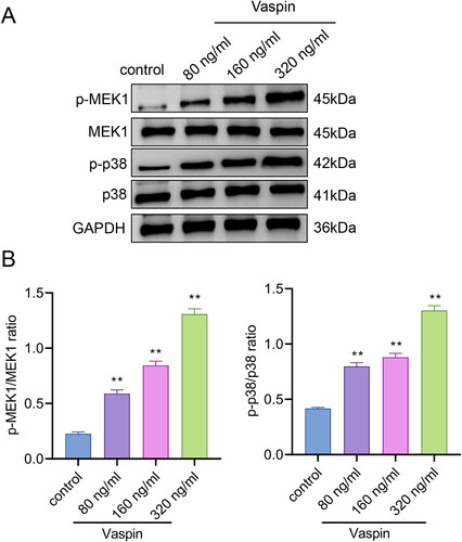 Figure 5. Vaspin activates the activity of MEK/MAPK signaling pathway. (A-B) Western blot to observe the effects of different concentrations of Vaspin on the expression of MEK/MAPK signaling pathway-related proteins (p-MEK1, MEK1, p-p38, p38) (n = 3). **p < 0.01, vs. Control.