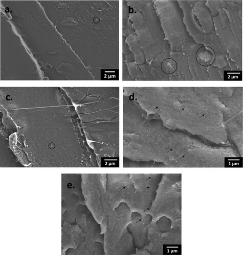 Figure 17. Fractured surfaces showing filler aggregates (black circle) in (a) 1ST (0.5); (b) 3M (4.0); (c) 5MT (4.6), with a scale bar of 2 µm; and voids (black arrow) in (d) 3M (4.0); and (e) 5S (3.9), with a scale bar of 1 µm.