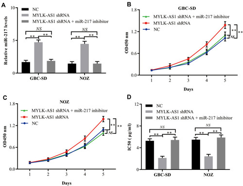 Figure 4 Silencing of miR-217 impairs the cell proliferation and chemoresistance inhibition of GBC cells with decreased MYLK-AS1 expression. (A) miR-217 expression in GBC cells was modified by shRNA interference. (B and C) Cell proliferation in GBC cells with reduced expression of miR-191 was assessed by a CCK-8 assay. (D) Drug sensitivity in GBC cells with reduced expression of miR-217 was evaluated via a CCK-8 assay. The data are represented as the mean ± SD, n = 3. **P < 0.01; NS, not significant.