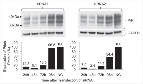 Figure 4 Time-dependent inhibition of prion expression by siRNA-mediated knockdown. Cells were transfected with 100 nM siRNA. The levels of prion expression were determined by western blot (above) and evaluated by densitometry (below). The downregulation by each siRNA was effective within 72 h of transfection by more than 80%.