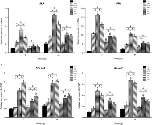 Figure 15 Expression of osteogenic-related gene levels assayed by qPCR.Notes: Data are expressed as the mean ± standard deviation (n=3). $Denotes the statistical significance between Ti and other groups. #Denotes the statistical significance between each Zn-incorporated TNT group and its TNT counterpart group. &Denotes the statistical significance between different labeled groups. ($P<0.05, #P<0.05, &P<0.05, ANOVA.)Abbreviation: qPCR, quantitative real-time polymerase chain reaction.