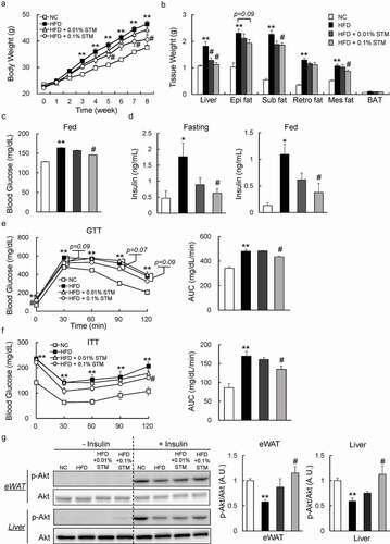 Figure 1. Swertiamarin reduces body weight and insulin resistance in high-fat diet-fed mice. (a) Body weights of the mice. (b) Tissue weights of the mice. (c) Blood glucose levels of the mice under ad libitum feeding conditions. (d) Plasma insulin levels of mice fasted for 16 h or under fed conditions. (e) Glucose tolerance test. (f) Insulin tolerance test. (g) Immunoblots of phosphorylated Ser473 Akt (p-Akt) and Akt in the eWAT and liver. Data are mean ± SEM, n = 5–6. *p < 0.05; **p < 0.01 vs. NC; #p < 0.05; ##p < 0.01 vs. HFD. NC, normal chow; HFD, high-fat diet; STM, swertiamarin; Epi, epididymal; Sub, subcutaneous; Retro, retroperitoneal; Mes, mesenteric; BAT, brown adipose tissue; GTT, glucose tolerance test; ITT, insulin tolerance test; eWAT, epididymal white adipose tissue