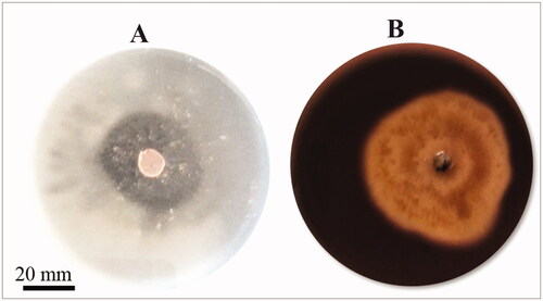 Figure 3. Ceratorhiza hydrophila enzymatic activities after incubation for 72 h at 25ºC. (a) protease, (b) cellulase.