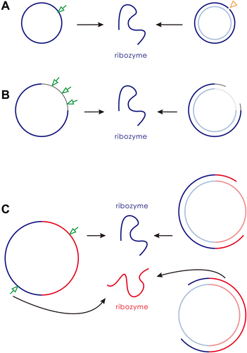 Figure 1. Circular genomes and their ways to generate linear ribozymes in the beginning of the RNA world. (A) A ‘compact’ one-gene genome. Blue lines represent the ribozyme sequence and light-blue lines represent the corresponding complementary sequence. The ribozyme must be generated through accurate breaking (the arrow) of the sense chain or through ‘accurate RNA synthesis’ on the anti-sense chain template – i.e. starting at the correct position and timely dissociation of the produced linear sense chain before its circularization (the triangle). (B) A one-gene genome including a ‘noncoding’ sequence. Thin black lines represent the noncoding sequence, and thin grey lines represent its complement. The ribozyme could be generated by any chain-breaking events within the non-coding sequence (the arrows), or by any instances of dissociation of the produced linear sense chain (providing it already includes the ribozyme sequence) before its complete circularization. (C) A two-gene genome. Red lines represent the sequence of the second ribozyme, and light-red lines represent its complement. One ribozyme may be generated by breaking the circular sense chain at the side of the other ribozyme’s region, or the dissociation of the produced linear sense chain comprising a complete sequence of the ribozyme.