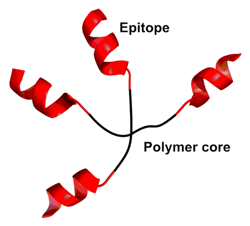 Figure 4. A schematic representation of the four-arm star polymer.