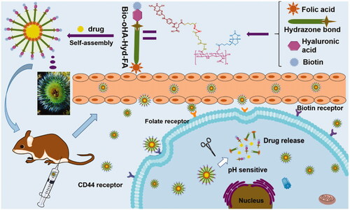 Figure 1. The sketch map of Bio-oHA-Hyd-FA carriers self-assembly into polymeric micelles (“nano-actiniaes”) and the anti-cancer drugs released from nanomicelles in the weakly acidic environment.