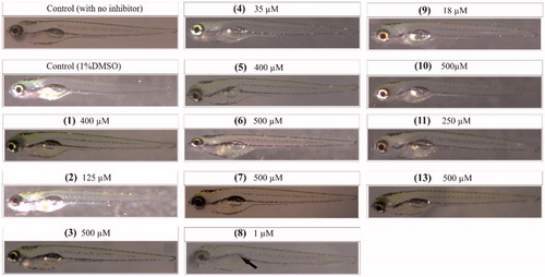 Figure 3. Images of zebrafish larvae treated with different inhibitors. The identification number of each compound is in parenthesis. The images of the zebrafish larvae after 5 days of exposure to inhibitors that are considered safe for in vivo use to inhibit M. marinum growth in larvaeCitation2. The concentrations of the MTCs and DTCs shown here are the highest ones generally not inducing phenotypic defects at the end of 5 days of exposure. For compound 8, even the lowest concentration used caused the absence of swim bladder (arrow), suggesting that this compound is not suitable for further characterizationCitation2.