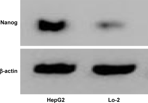Figure S3 The protein expressions of Nanog in HepG2 and Lo-2 cells.