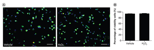Figure 4. Wharton’s jelly-derived mesenchymal stem cells in coculture do not show changes in cell viability 24 h after H2O2 exposure.(A) Wharton’s jelly-derived mesenchymal stem cells adhered on Millicell Inserts were stained with the LIVE/DEAD kit 24 h after the H2O2 insult. Viable cells were stained with calcein-AM (green) while dead cells were stained with ethidium homodimer-1 (red). Scale bars: 100 μm. (B) Quantification of cell viability, expressed as the percentage of viable cells. No significant differences in cell viability were observed between vehicle and H2O2 groups. Bars illustrate mean ± standard error, n = 6. Statistical analysis: Student’s t-test.H2O2: Hydrogen peroxide.