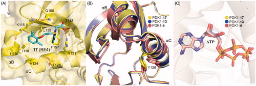 Figure 13. (A) Cartoon/surface representations of the interaction between 17 with the PIF-pocket of PDK1 (pale yellow; PDB ID: 4XX9). (B) Comparison of the helix αB and helix αC of PDK1-17 complex, PDK1-13 complex (slate) and PDK1-4 complex (salmon). (C) Comparison of the ATP of PDK1-17 complex, PDK1-13 complex, and PDK1-4 complex.