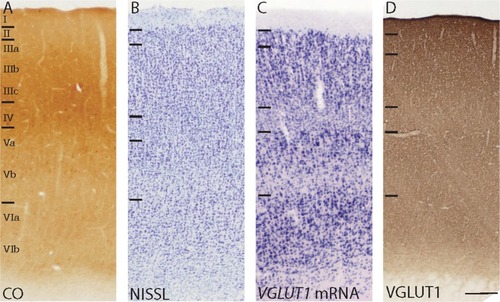 Figure 8 High magnification images of the laminar organization of middle temporal area in sections stained for (A) CO, (B) Nissl, (C) VGLUT1 mRNA, and (D) VGLUT1 protein. Laminar divisions for layers I–VI are presented from dorsal to ventral in each image.