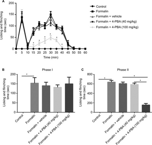 Figure 1 Pretreatment of 4-PBA (100 mg/kg) attenuates formalin-induced pain.