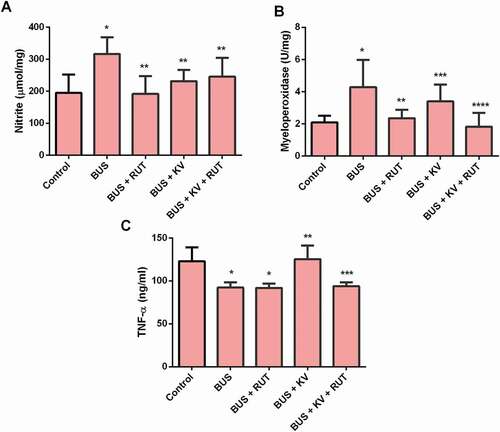 Figure 2. Nitrite concentrations (A) Myeloperoxidase activity (B) and tumor necrosis factor-alpha (TNF-alpha) level (C) in the studied experimental rat groups. Biochemical parameters of inflammation were determined in the testes homogenates prepared in ice-cold Tris-KCl buffer as described in the material and methods section. BUS: busulfan; RUT: rutin; KV: kolaviron. Data are mean ± standard deviation (n = 10). *Versus control; **Versus BUS; ***Versus BUS + RUT (myeloperoxidase); ***Versus BUS + KV (TNF-alpha) ****Versus BUS + KV (p < 0.05)