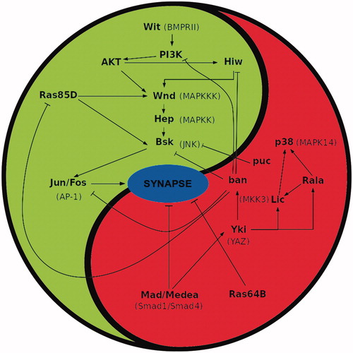 Figure 1. Summary of signalling interactions between pro- and anti-synaptogenesis pathways in Drosophila. Activating and repressing interactions are marked by ↑ and т symbols, respectively. Cross interactions between members of both pathways sustain the balanced equilibrium of signalling, hence the use of the yin-yang symbol. The actual number of synapses established by a neuron over its target should result from the signalling output determined by the functional status of both cells. Note the similar nature of signalling members in both pathways; for example: small GTPases (Ras85D and 64B), or MAPKs (Wnd, Hep and p38, Lic), etc. The acronyms for the corresponding vertebrate homologues are shown in parenthesis. Original data are from Ferrús’s lab.