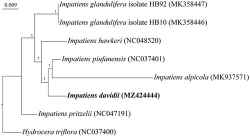 Figure 1. Bayesian phylogenetic tree based on the complete chloroplast genome sequences. Six chloroplast genome sequences of five Impatiens species are downloaded from GenBank and Hydrocera triflora is set as the outgroup. The phylogenic tree is constructed by the Bayesian inference method with 1,000,000 generations. The posterior probability values are shown at nodes.