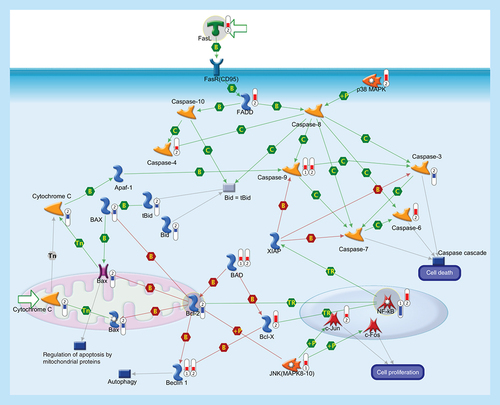 Figure 2.  Apoptosis and cell survival.Apoptosis is a programmed cells death regulated through a variety of different pathways which interact and eventually lead to controlled cell death. The activation of the apoptotic response occurs through either the intrinsic or the extrinsic pathway, depending on the origin of the death stimuli. The extrinsic apoptosis is triggered by the interaction of an extracellular death ligand (e.g., FasL) to its cell-surface death receptor FasR (CD95), triggering movement of cytosolic adaptor proteins (e.g., FADD) to the intracellular portion of the receptor and, together with protein kinase p38 MAPK, transducing cell-death signals to downstream effector caspases that are responsible for the biochemical aspects of apoptosis. The intrinsic pathway is associated with mitochondrial membrane permeabilization and release of cytochrome c into the cytoplasm. The release of cytochrome c into the cytosol, in response to mitochondrial injury, triggers the recruitment of procaspase-9 to form a mitochondrial apoptosome and subsequent caspase activation. Sequential activation of caspases by the intrinsic or extrinsic signaling pathways plays a central role in the execution-phase of apoptosis. Bcl-2 family comprises a group of structurally related proteins (Bcl-2, Bcl-X, Bax, Bad, Bid) that play a fundamental role in the regulation of the intrinsic pathway by controlling mitochondrial membrane permeability and the release of the pro-apoptotic factor, cytochrome c. Caspase cascade is also involved in the autophagy, a catabolic process involved in cell death and in cell protective mechanism. Caspase-mediated cleavage of Beclin-1 inactivates Beclin-1-induced autophagy and enhances apoptosis by promoting the release of proapoptotic factors from mitochondria. Activation of transcription factor NF-κB, a key mediator of genes involved in the control of the cellular proliferation and apoptosis, can promote neuronal survival by inducing the expression of genes encoding antiapoptotic proteins (e.g., XIAP). Activated JNK (MAPK8–10) induces cell apoptotic process (e.g., by phosphorylating mitochondrial proteins, such as the antiapoptotic proteins Bcl-XL and Bcl-2), or can mediate cell proliferation, regulation of apoptotic process and inflammatory response (mainly by phosphorylating transcription factors of the AP-1 family such as c-Jun, and c-Fos). Thermometers represent expression ratio in motor neuron among following conditions: (SALS1/control) and (SALS2/control). Upward thermometers have red color and indicate upregulated signals in SALS patients, downward (blue) ones indicate downregulated signals. Pathway objects and links are described separately in the Supplementary Figure 1.