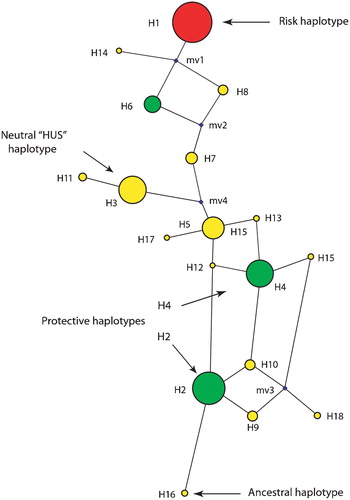 Figure 3 A haplotype network resulting from the analysis of variants in theCFH locus is shown. The size of the sphere is proportional to the estimated frequency of the haplotype. Haplotypes adjacent to each other are predicted to arise from a single mutational step. The small spheres represent nodes that were not observed, but are predicted. The 402H haplotype is depicted, along with the two major protective haplotypes, and the haplotypes that are neutral for AMD risk.