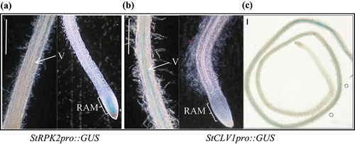 Figure 2. StRPK2 and StCLV1 show different spatial expression patterns in potato roots. Transgenic potato lines expressing StRPK2pro::GUS or StCLV1pro::GUS were generated and used to evaluate StRPK2 and StCLV1 expression in potato roots. StRPK2pro::GUS expression was observed primarily in the root apical meristem (a) whereas StCLV1pro::GUS expression was observed only in the root vascular tissue at the maturation region of potato roots under normal growth conditions (b,c). V, vasculature; RAM, root apical meristem. Bar = 1 mm.