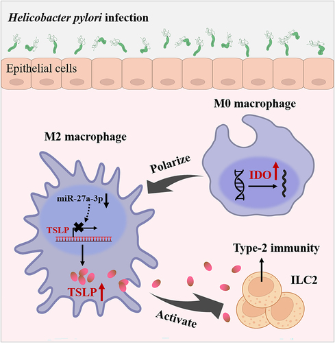 Figure 8. A schematic chart of H. pylori infection-induced ILC2 activation mechanism.