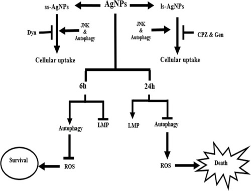 Figure 9 Schematic representation of the crosstalk between AgNP and autophagy.