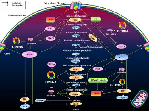 Figure 4 The effects of circRNAs on the Warburg effect-associated signaling pathways. This figure indicates the effects of circRNAs on the Warburg effect-associated signaling pathways. It shows how circRNAs interact with these metabolic pathways by enzymes and transporters associated with the Warburg effect. The majority of circRNAs can antagonize microRNAs to indirectly produce effects. HIF1-α regulates GLUT, HK2, PDK, LDHA. The PI3K/Akt pathway promotes glucose GLUT, HK2, PFK2, pyruvate kinase M2 (PKM2), and PDK. The change of RAS pathway up-regulated HK2. P53 up-regulated GLUT, HK2. The STAT3 pathway promotes HK2. Wnt/β-catenin pathway up-regulates PDK transcription while promoting c-myc. The positive relationships are shown by arrows, and the negative relationships are shown by short dashes.