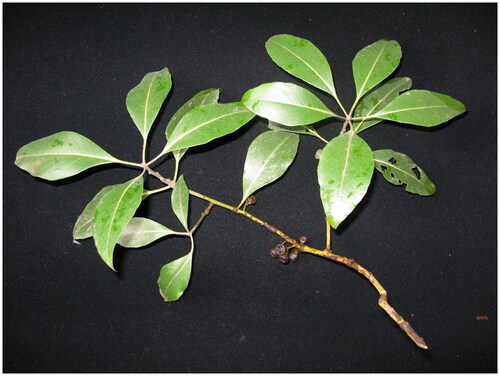 Figure 1. A branch of Lophostemon confertus showing the morphology of leaves and fruits. Photographed by Wenhang Su.