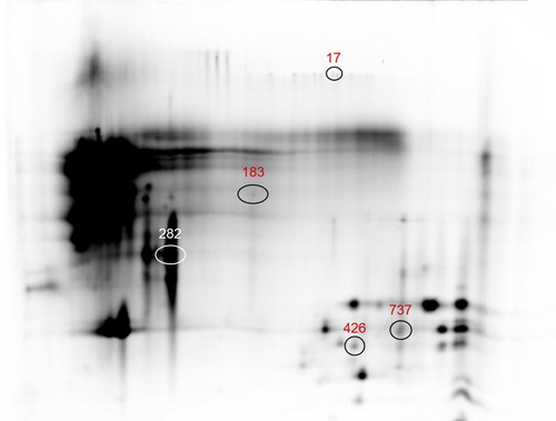 Figure 4. Differential abundant protein spots identified by LC-MS/MS in M1 vs M2, M1 vs M3, and M2 vs M3 milk samples comparisons (17 = MFG EGF-factor 8; 183, 426 and 737 = β-casein; 282 = β-lactoglobulin). For a full definition of milk samples, see “Protein pools preparation and labelling”. LC-MS/MS: liquid chromatography/mass spectrometry. MFG EGF-factor 8: Milk fat globule epidermal growth-factor 8.