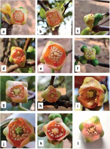Figure 2. Various floral morphotypes in male flowers.