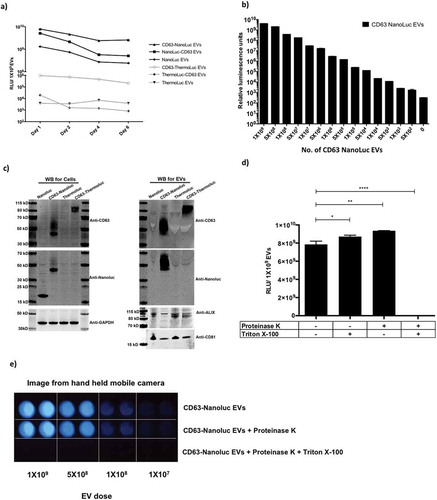 Figure 2. Engineering EVs does not alter their characteristics. a) Relative luminescence of 1×109 luciferase-engineered EVs purified from CM of HEK-293T cells transfected with constructs pLEX-ThermoLuc, pLEX-CD63-ThermoLuc, pLEX-ThermoLuc-CD63, pLEX-NanoLuc, pLEX-CD63-Nanoluc or pLEX-Nanoluc-CD63, and incubated for different periods of time at 37°C in PBS. b) Relative luminescence of CD63-NanoLuc EVs at different concentrations. c) Western blots of cells and EVs purified from their CM following transfection with pLEX-NanoLuc (MW:19kDa), pLEX-CD63-Nanoluc (MW:44kDa), pLEX-ThermoLuc (MW:60kDa) or pLEX-CD63-ThermoLuc (MW:85kDa). Western blots were probed for NanoLuc, CD63, GAPDH (MW:36kDa), CD81 (MW:22kDa) and ALIX (MW:96kDa). d) Relative luminescence of 1×109 CD63-NanoLuc engineered EVs following proteinase K 100µg/ml treatment with and without lysing the EVs in 0.1% TritonX-100 in PBS. Data was analysed by student’s test: *p < 0.05; **p < 0.01; ****p < 0.0001. e) Visualising EV bioluminescence by eye. Image taken by Handheld mobile camera of CD63 NanoLuc engineered EVs treated as indicated and exposed to substrate.