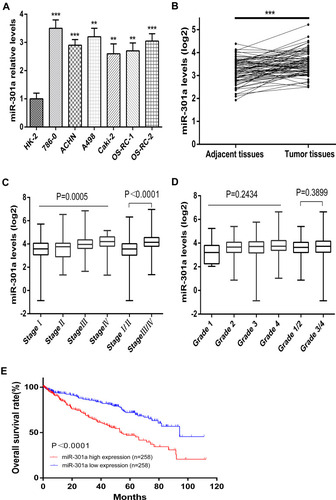 Figure 1 Relative miR-301a expression in RCC cell lines and ccRCC tissues and its relationship with the overall survival of ccRCC patients. (A) The expression of miR-301a in the indicated RCC cell lines. (B) Relative expression of miR-301a between ccRCC tissues and their corresponding normal renal tissue samples (n=71) (TCGA). (C–D) miR-301a expression levels in patients with different stages and grades of ccRCC (TCGA). (E) Kaplan–Meier analysis of the correlation between the miR-301a level and overall survival of ccRCC patients (TCGA) with high (>the median, n=258) and low (<the median, n=258) miR-301a expression. The results are presented as the mean±SD.**P≤0.01; ***P≤0.001.